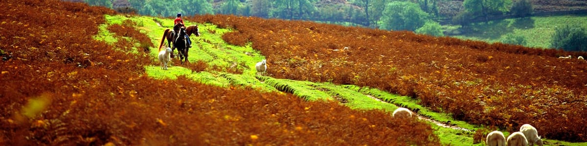 Powys welches beinhaltet Farmland, ruhige Szenerie und Reiten