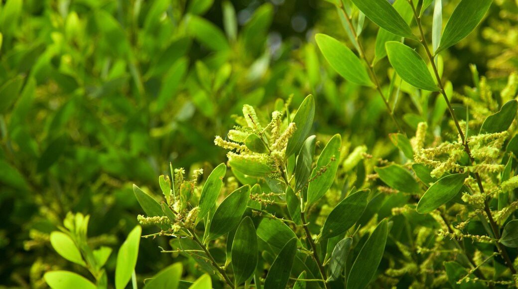 Tasmanska halvön presenterar blommor