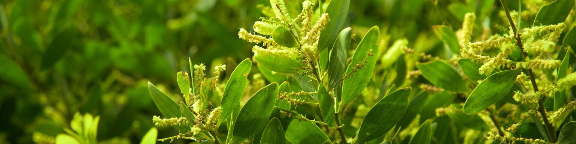 Tasman Peninsula featuring wild flowers