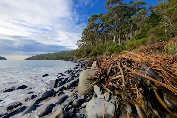 Tasman Peninsula showing general coastal views, a bay or harbour and a pebble beach
