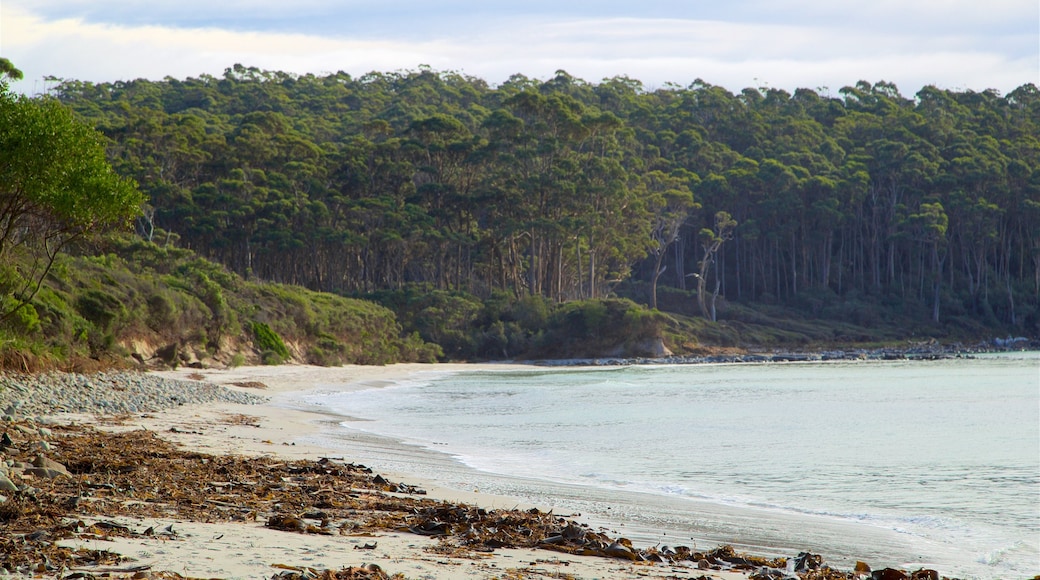 Tasmanische Halbinsel das einen Waldmotive und Sandstrand