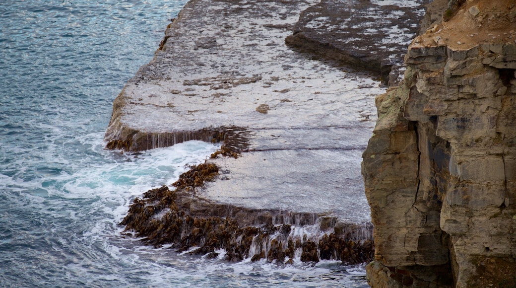 Tasmanska halvön som visar surfing och klippig kustlinje