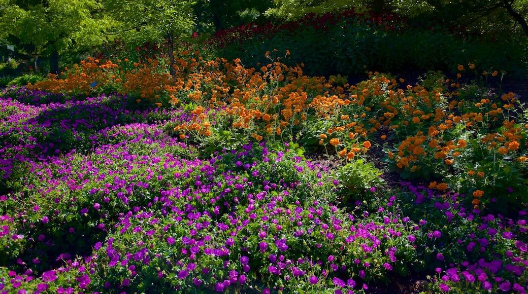 レッド ビュート ガーデンと森林公園 どの含み 花