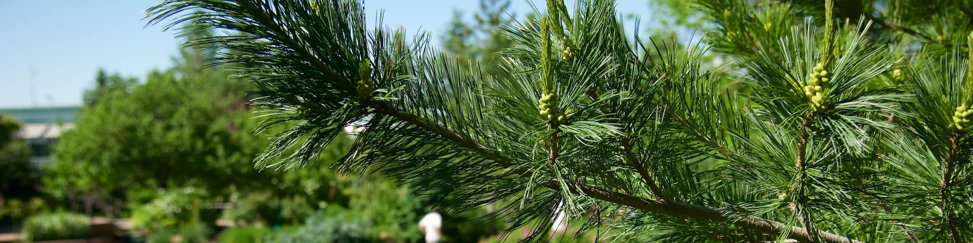 Red Butte Garden and Arboreteum which includes a park