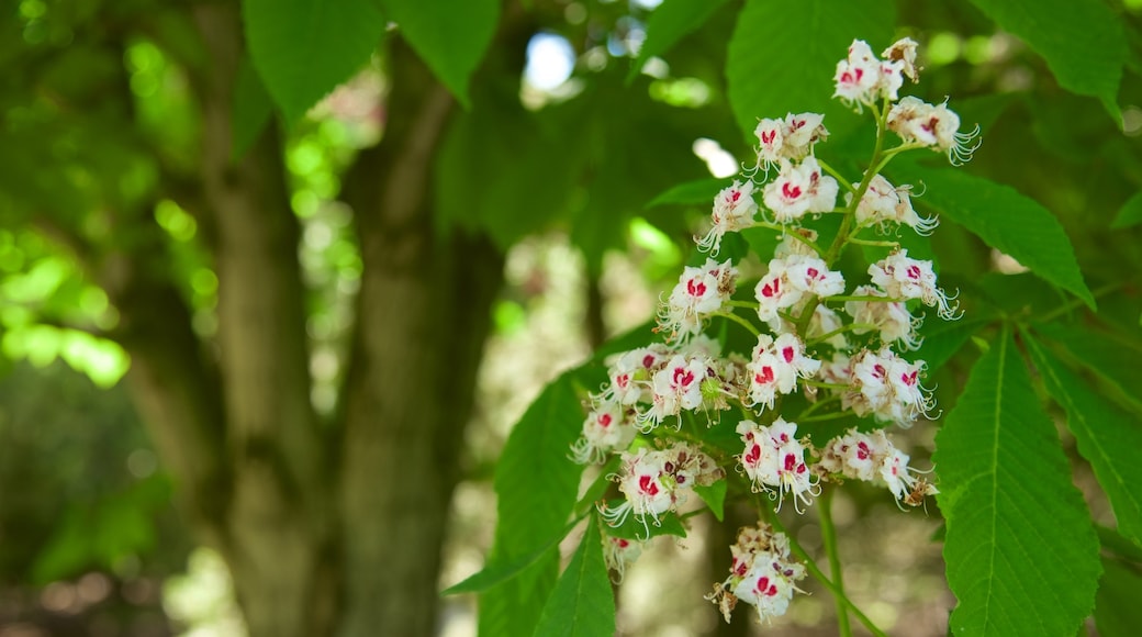 Red Butte Garden and Arboreteum showing flowers