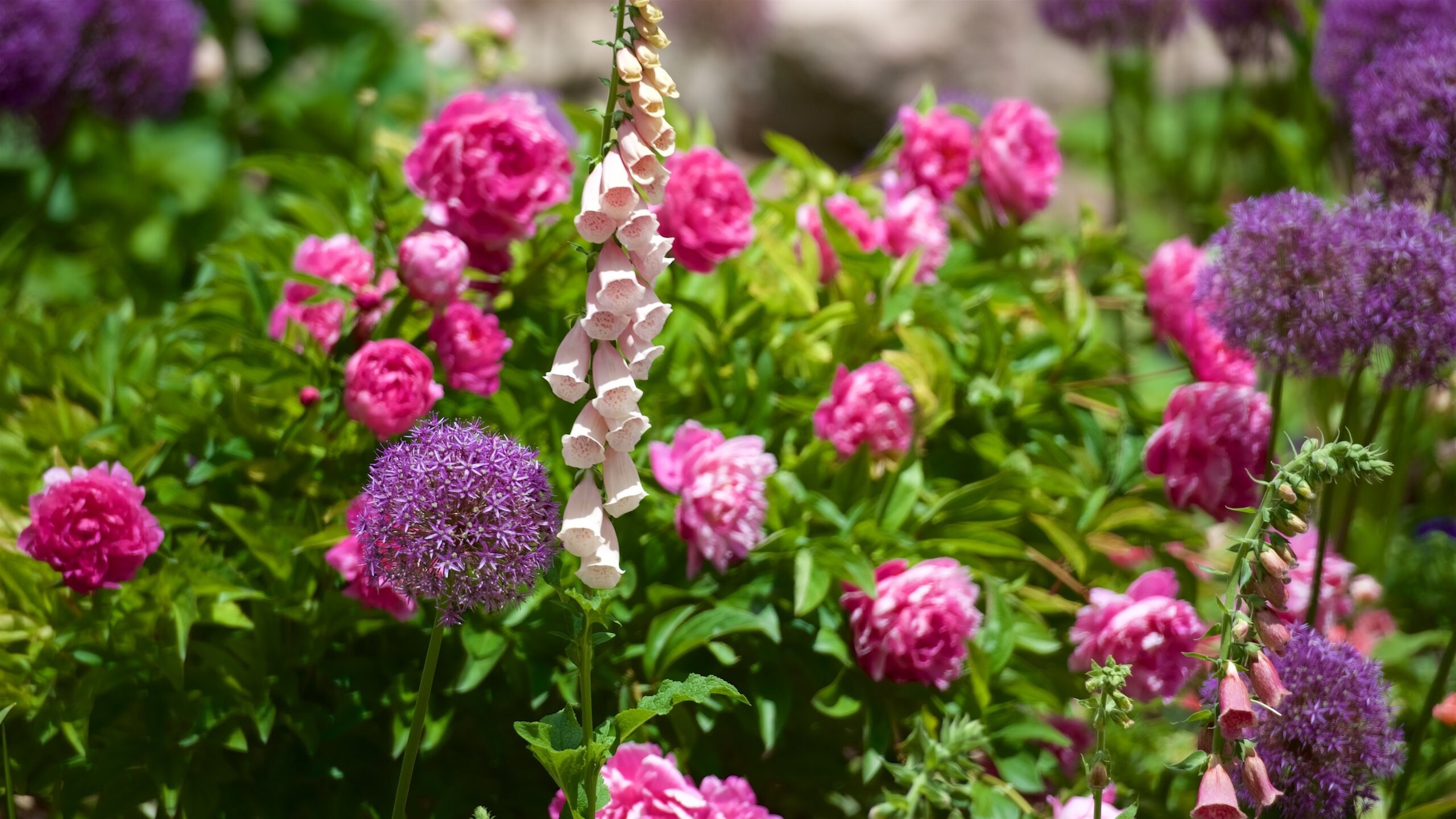 ライオン ハウス ソルト レイク シティ エクスペディア