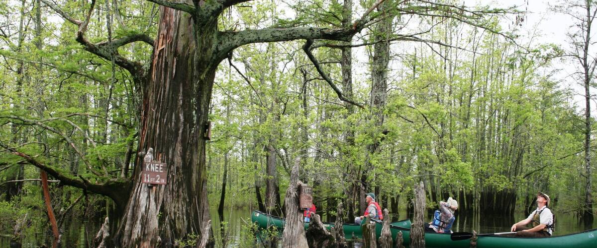 Southern Illinois which includes mangroves, a river or creek and kayaking or canoeing