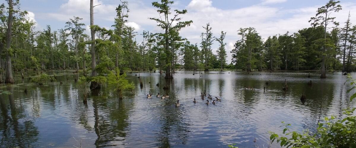Southern Illinois which includes a lake or waterhole and forest scenes