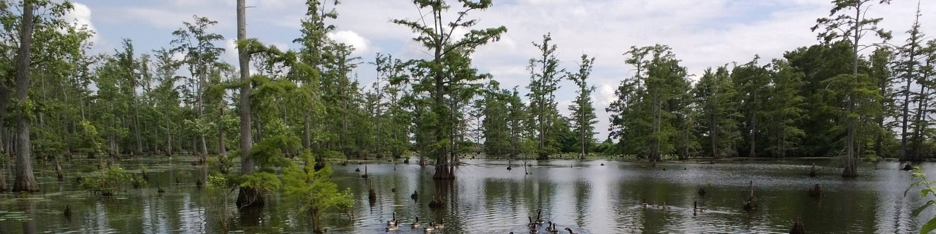 Southern Illinois which includes a lake or waterhole and forests