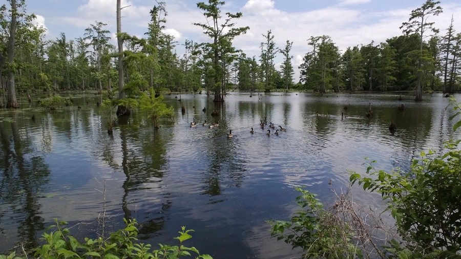 Southern Illinois which includes a lake or waterhole and forest scenes