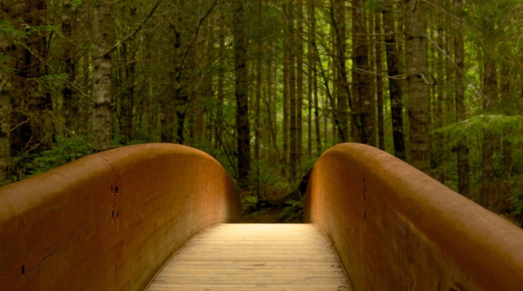 Redwood National and State Parks showing forest scenes and a bridge