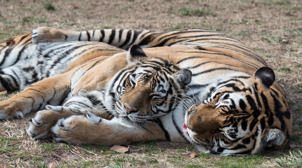 Photo provided by Courtesy of Turpentine Creek Wildlife Refuge