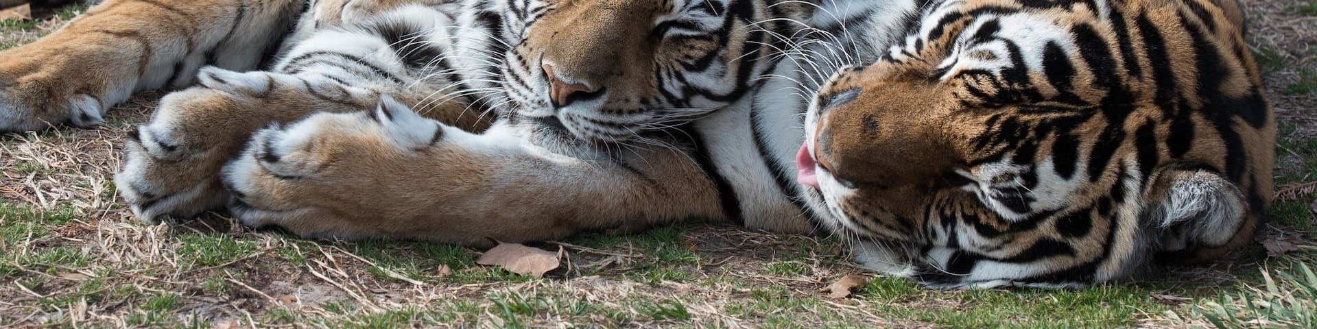 Refugio de Vida Salvaje Turpentine Creek ofreciendo animales del zoológico y animales peligrosos