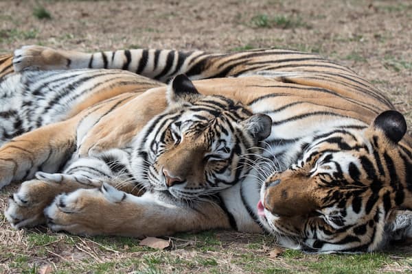 Turpentine Creek Wildlife Refuge qui includes animaux de zoo et animaux dangereux