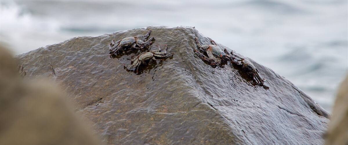 Oaxaca ofreciendo costa escarpada y vida marina