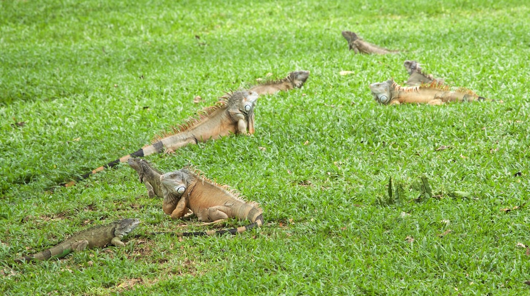 Villahermosa featuring animals