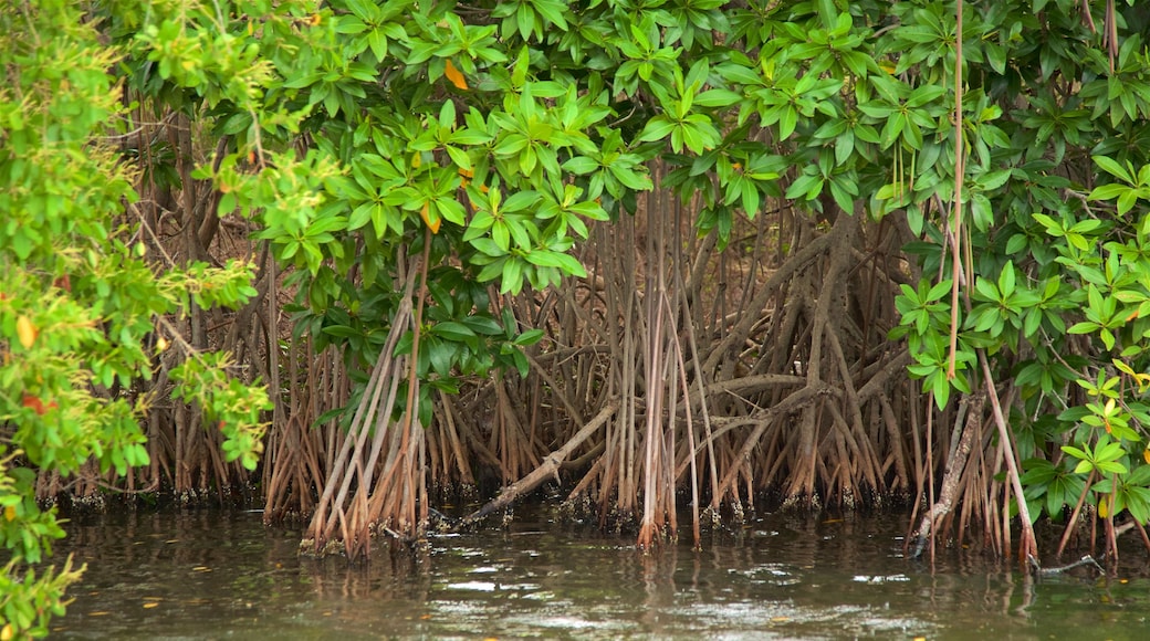 Chacahua Lagoon National Park showing wetlands