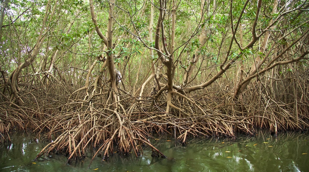 Chacahua Lagoon National Park showing wetlands