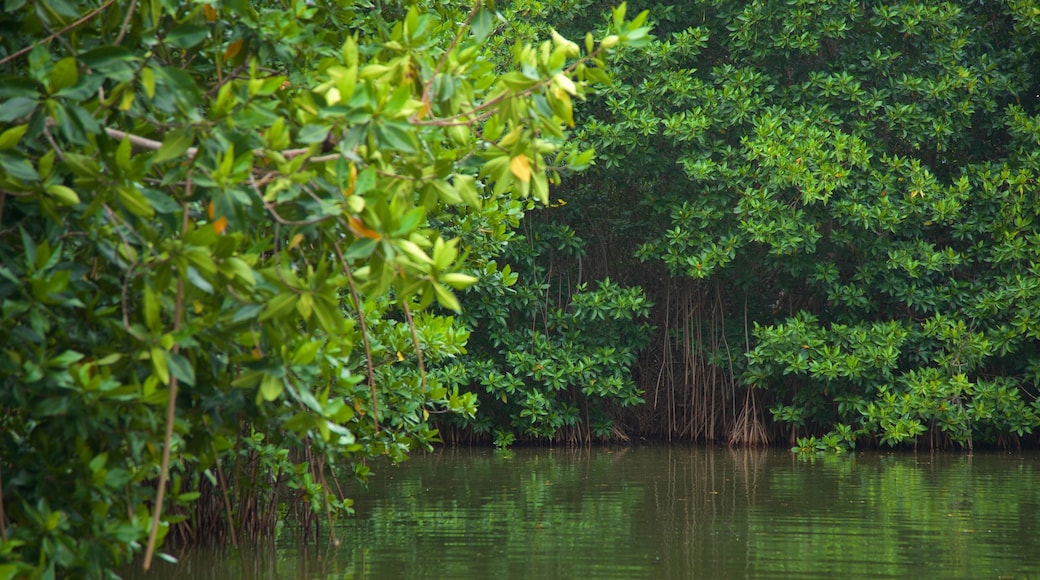 Parque Nacional Lagunas de Chacahua which includes wetlands and a river or creek