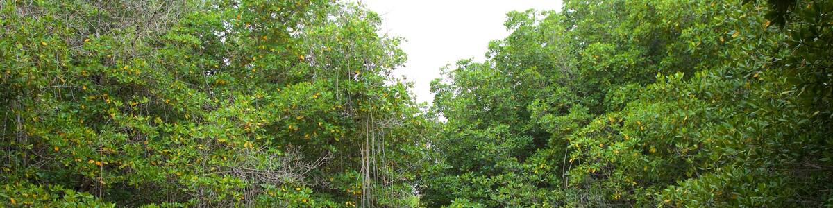 Chacahua Lagoon National Park which includes wetlands