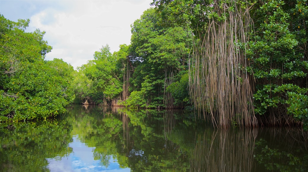 Parco nazionale della laguna di Chacahua mostrando palude e fiume o ruscello