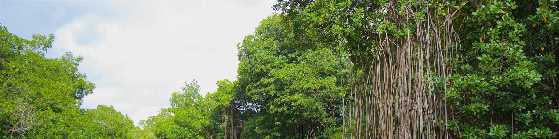 Chacahua Lagoon National Park featuring a river or creek and wetlands