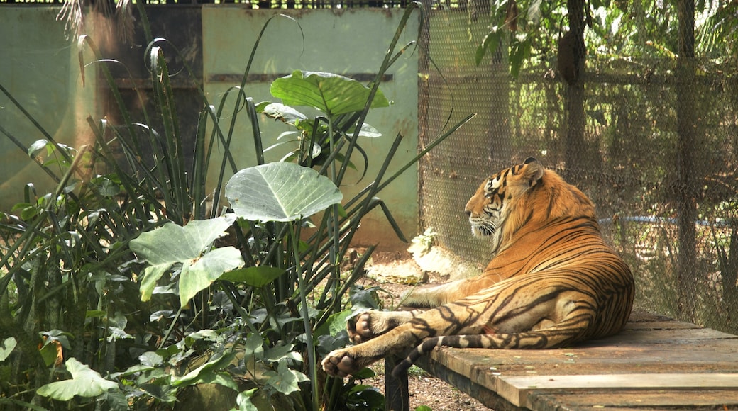 Villahermosa mostrando animales peligrosos y animales del zoológico