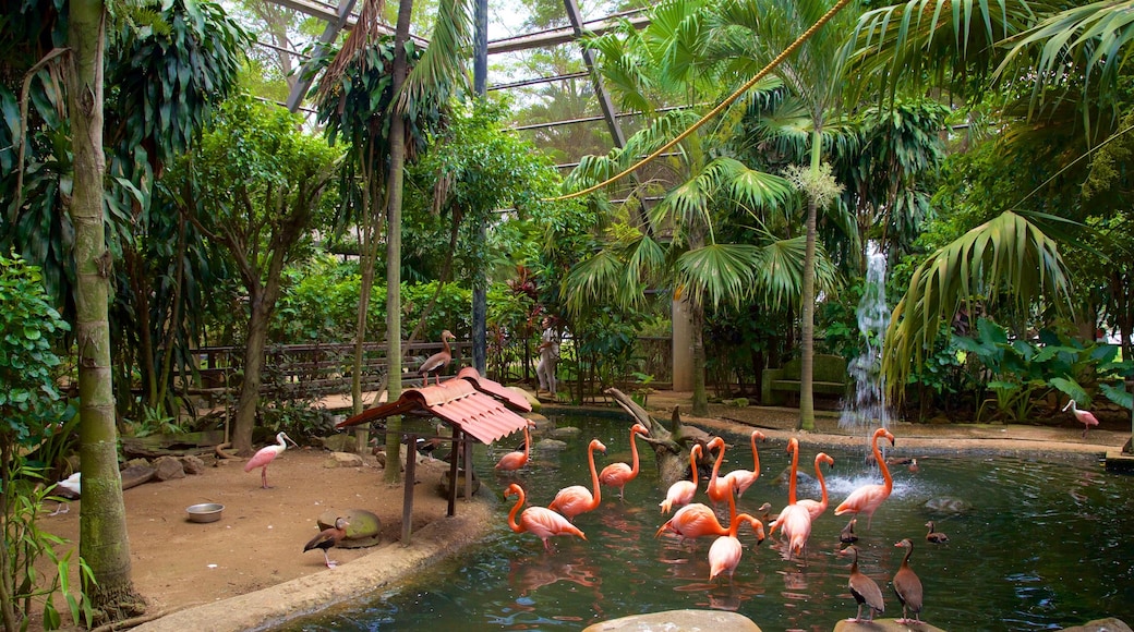 Villahermosa mostrando vida de las aves, vistas interiores y un estanque