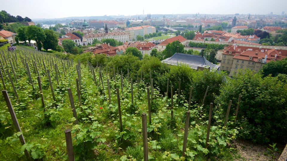 Mala Strana which includes a park, landscape views and a city