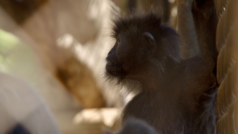 Santa Ana Zoo showing zoo animals and cuddly or friendly animals