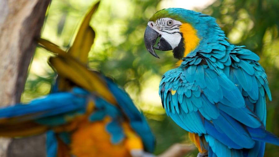 Santa Ana Zoo showing landscape views, bird life and zoo animals