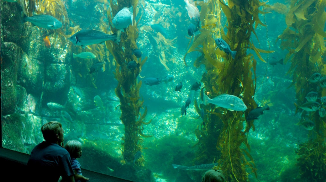 Birch Aquarium showing marine life and interior views