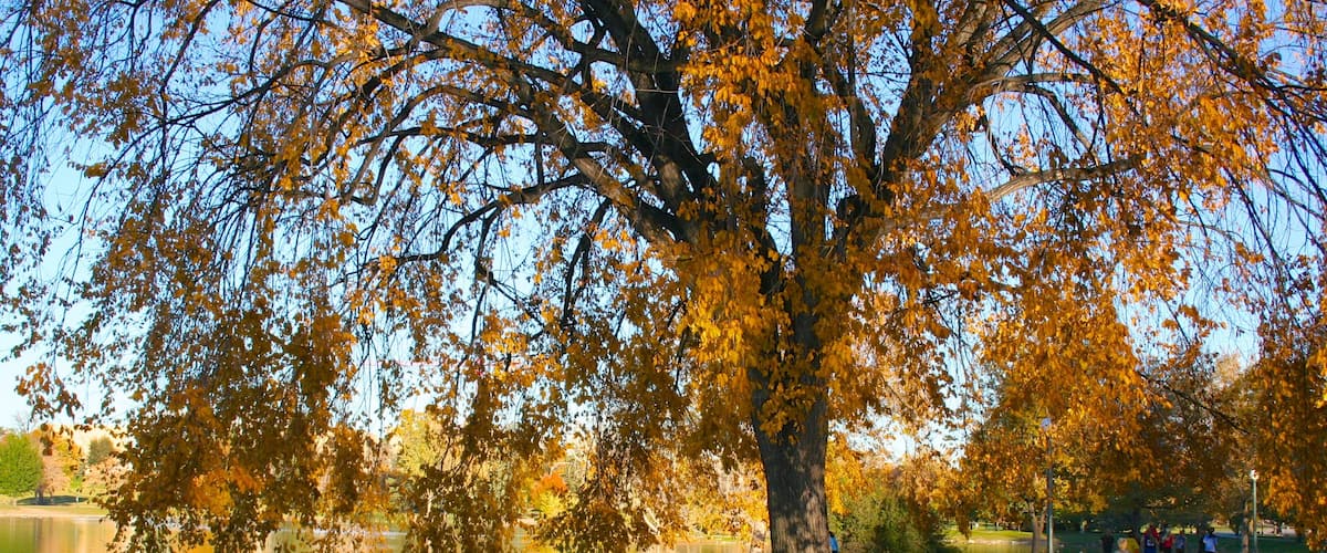 Parque de la Ciudad que incluye un jardín, un lago o abrevadero y los colores del otoño