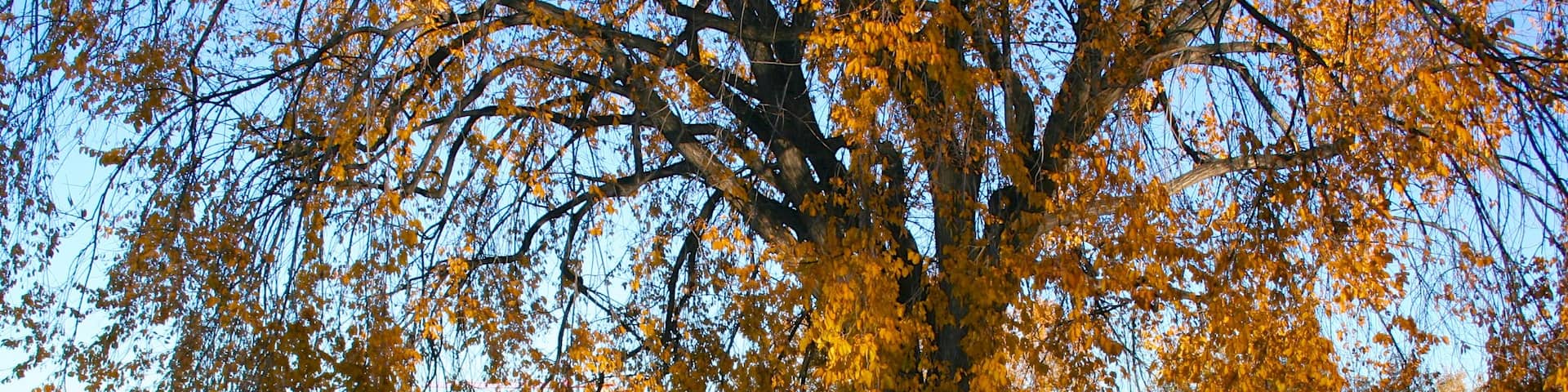 Beautiful autumn day in Denver showcasing vibrant foliage and serene lakeside park activity
