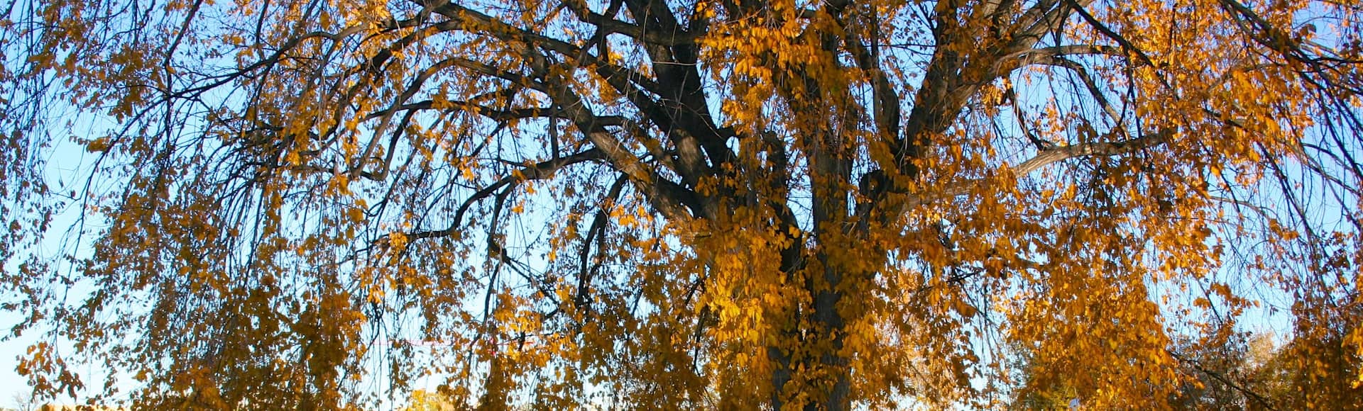 21453 City Park jpg impolicy fcrop w 1920 h 580 q medium 21453 city park jpg impolicy fcrop w 1920 h 580 q medium