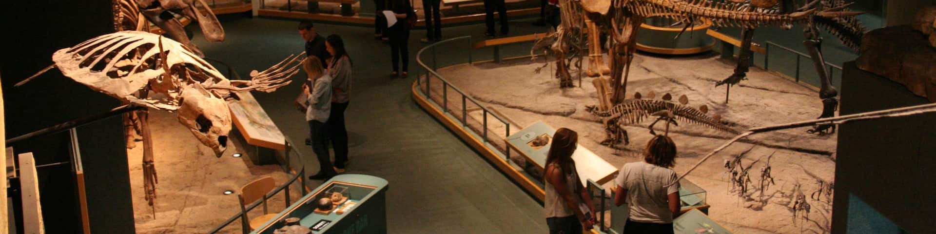 Exploring dinosaur skeletons in a museum exhibit in Denver, Colorado