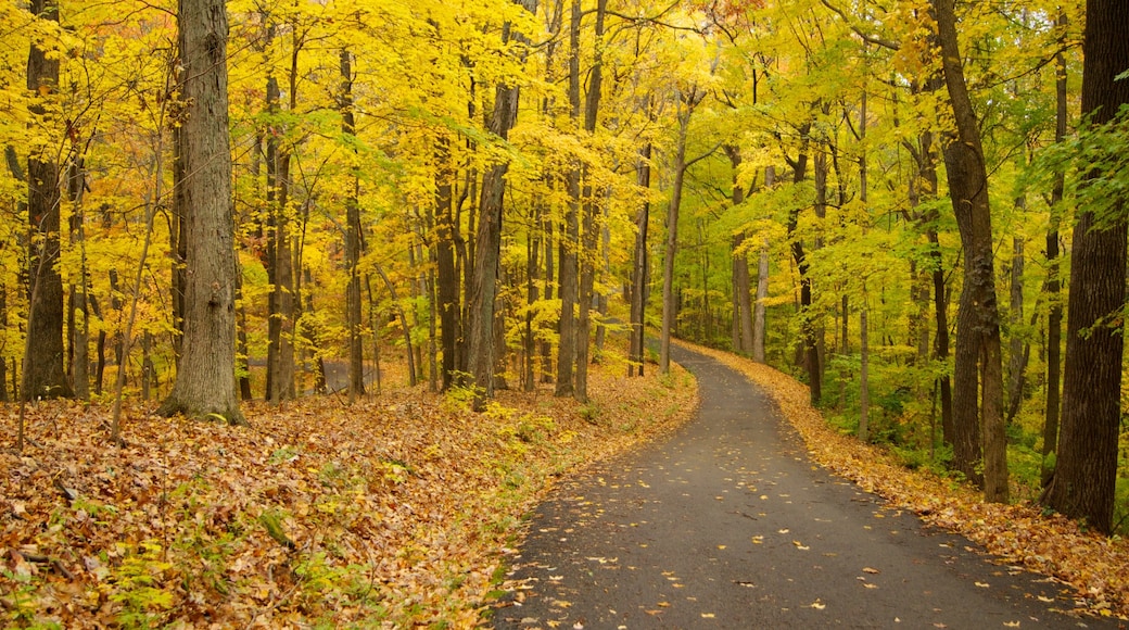 Edwin and Percy Warner Parks showing forests, a garden and autumn colours