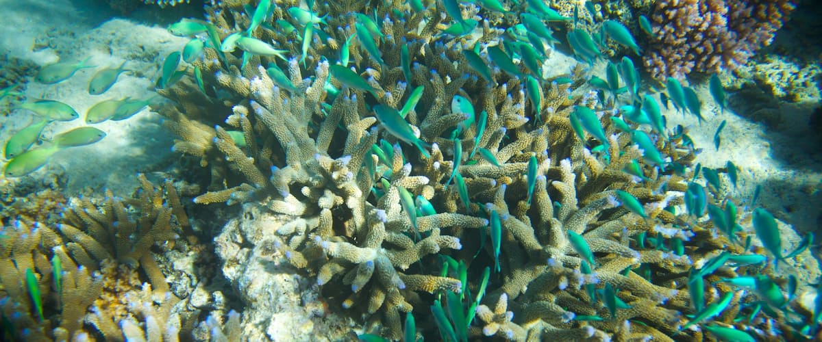 Yasawa Islands featuring marine life and coral