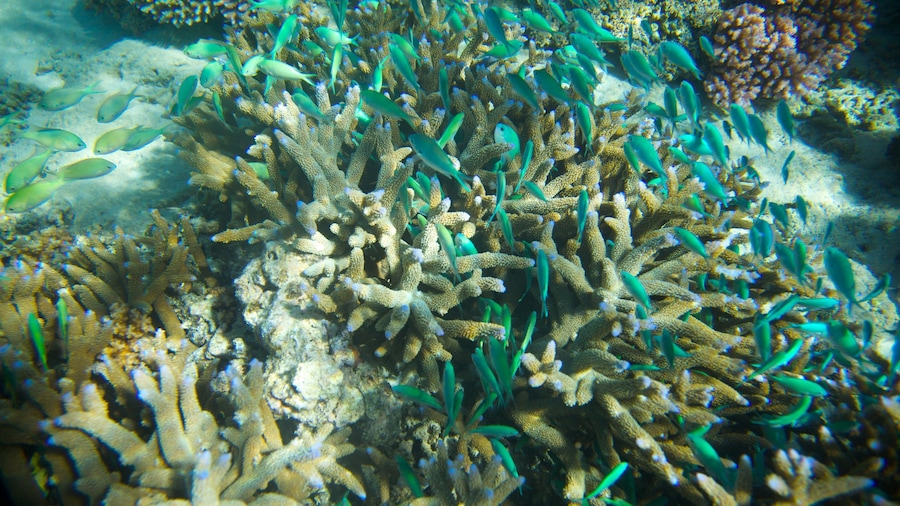 Yasawa Islands featuring marine life and coral