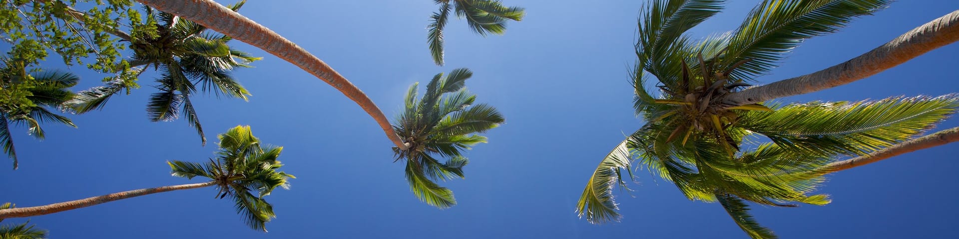 Coral Coast showing tropical scenes