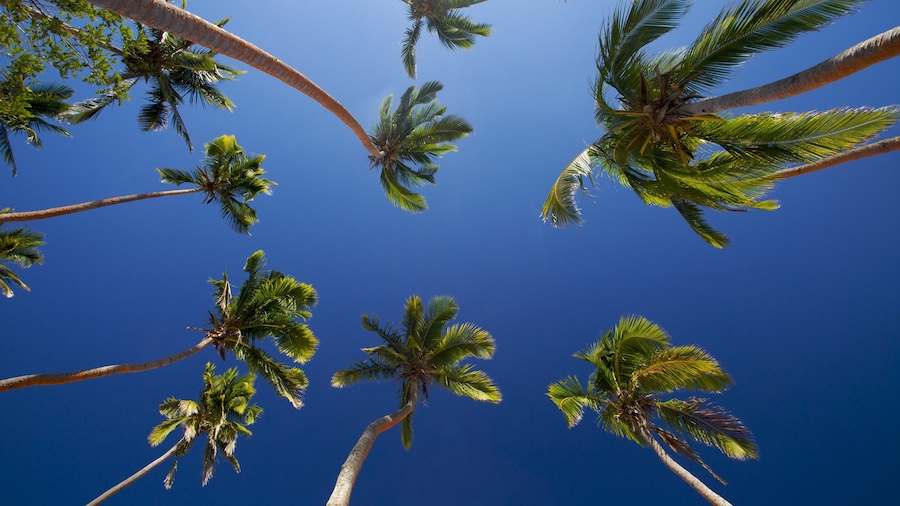 Coral Coast featuring tropical scenes