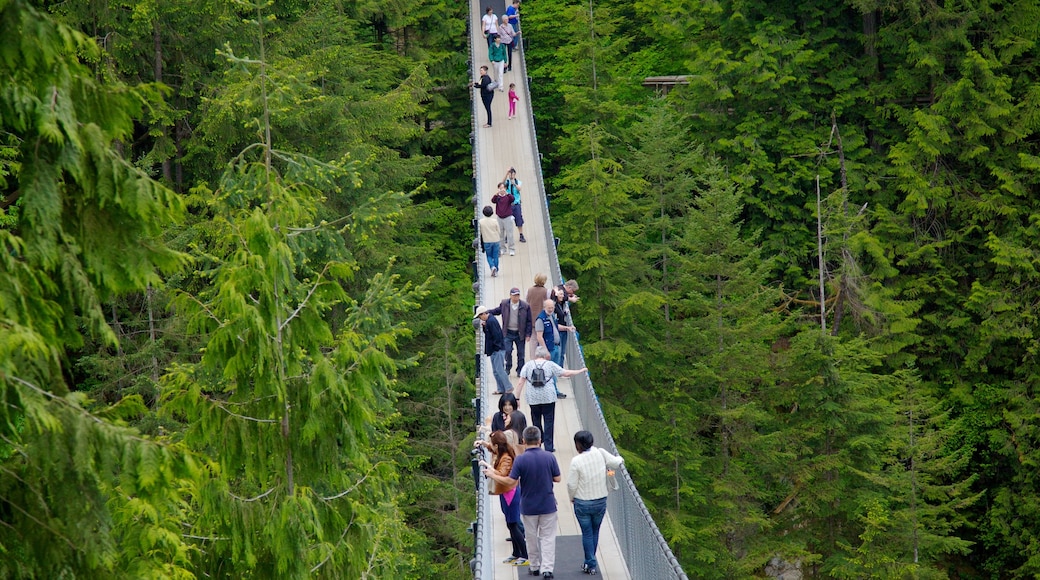 Capilano Suspension Bridge presenterar utsikter, skogar och landskap