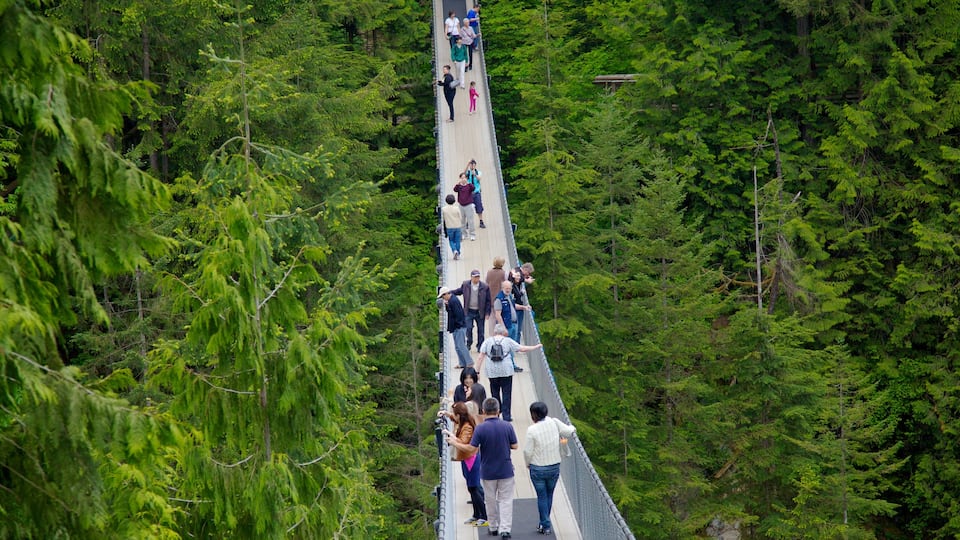 Capilano Suspension Bridge showing a suspension bridge or treetop walkway, forest scenes and views