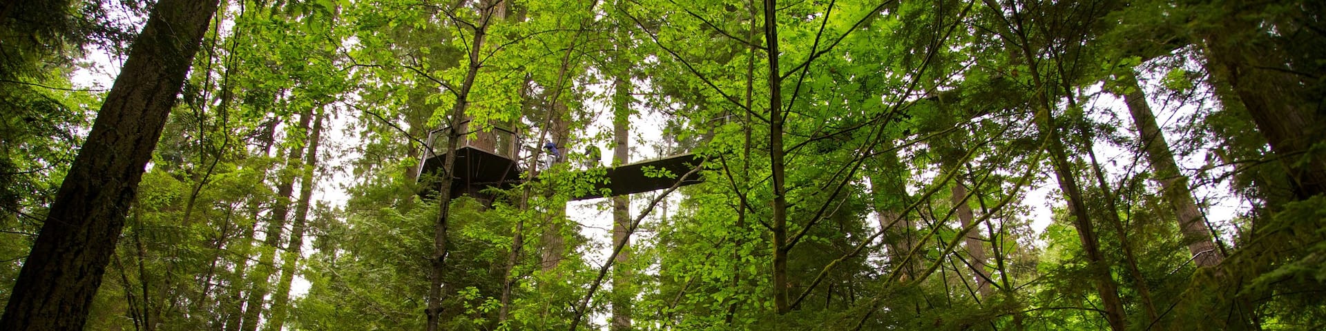 Experience the breathtaking beauty of Capilano Suspension Bridge surrounded by lush greenery in Vancouver, Canada