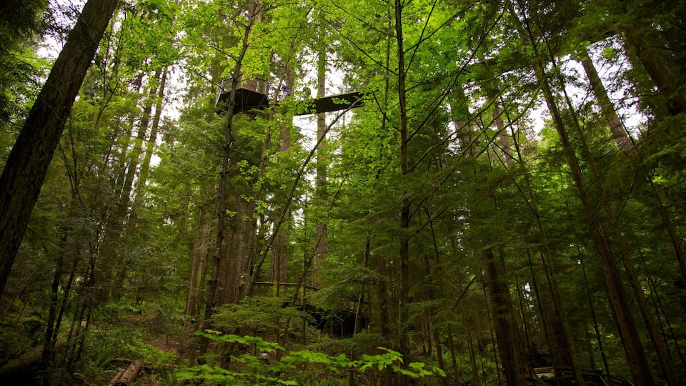 Capilano Suspension Bridge which includes a suspension bridge or treetop walkway, forest scenes and landscape views