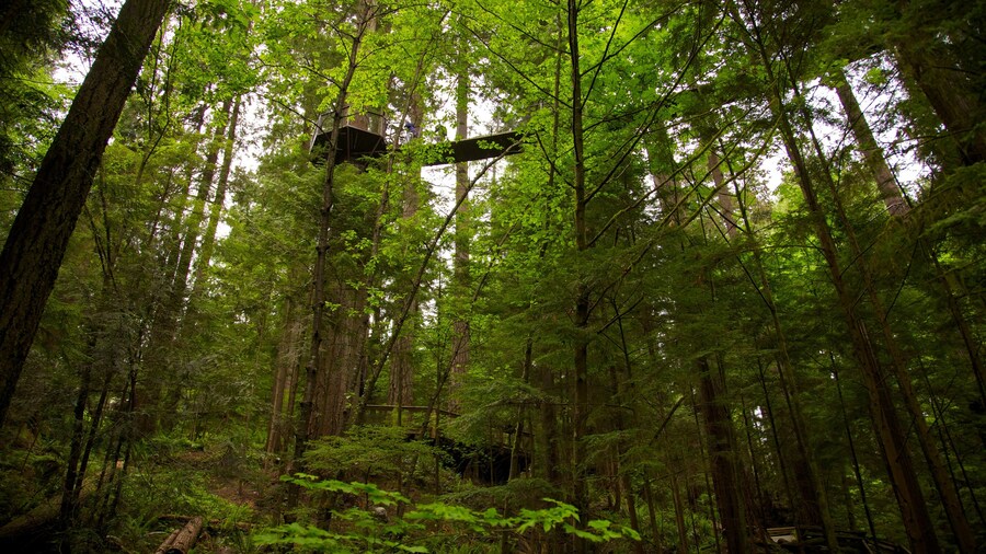 Suspension bridge surrounded by lush rainforest at Capilano Suspension Bridge Park, Vancouver.