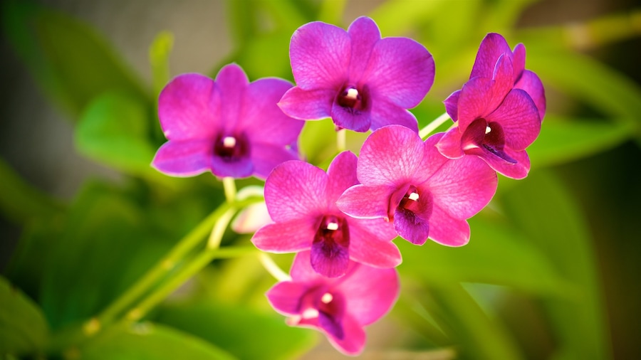 Parque Nacional Kepulauan Seribu, Indonesia ofreciendo flores