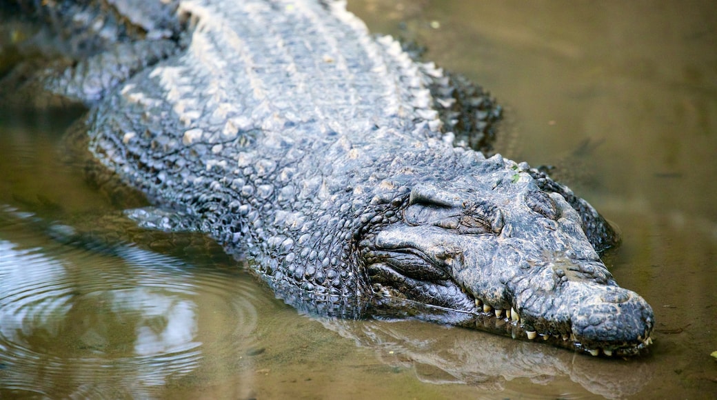 Zoo Gembira Loka ofreciendo animales del zoológico y animales peligrosos
