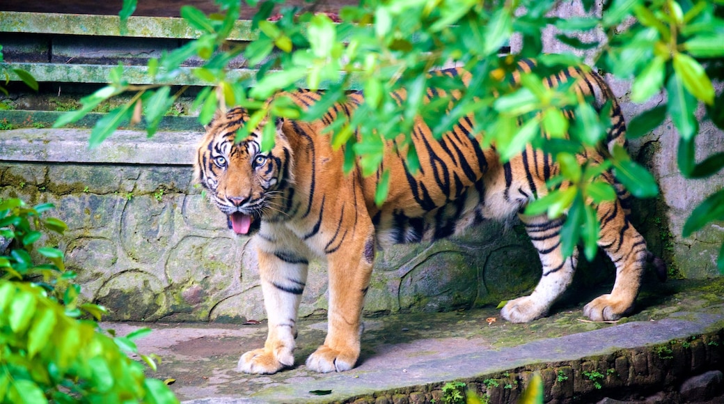 Zoo Gembira Loka ofreciendo animales peligrosos y animales de zoológico