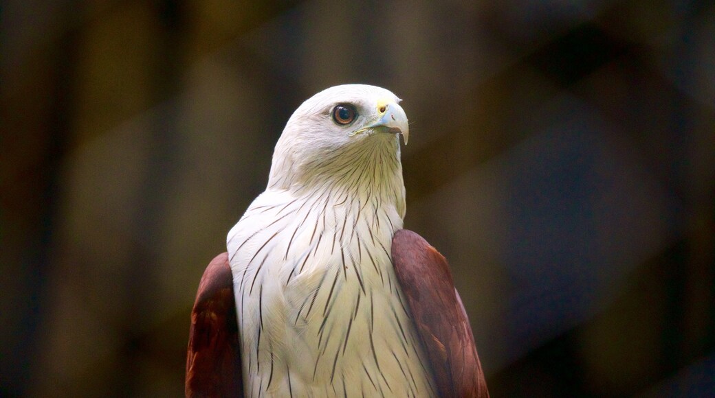 Gembira Loka dierentuin inclusief vogels